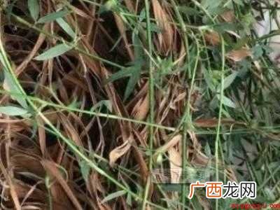 鸡蛋窝怎么做