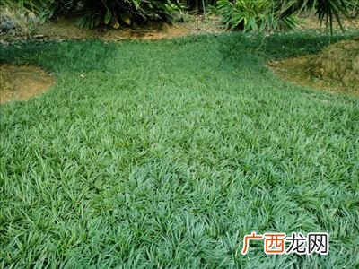 玉龙草该怎么种植,玉龙草除草剂配方大全？