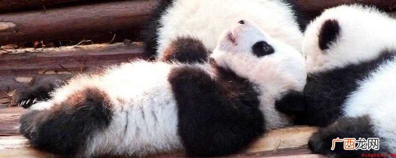 大熊猫的性情_宠物频道 熊猫的特征和特点是什么