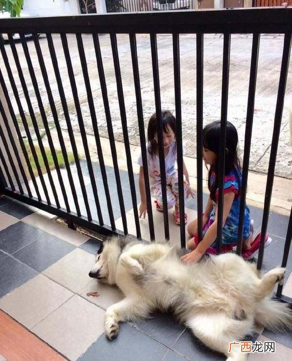 寄养是什么意思,系宠是什么？