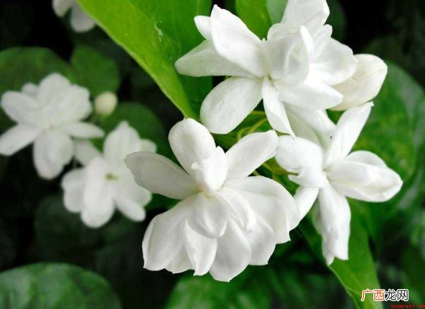 茉莉花花语是什么 感兴趣的网友们 茉莉花花语是什么