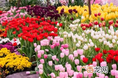 充满鲜花的世界到底在哪里,在这充满鲜花的世界里歌词？