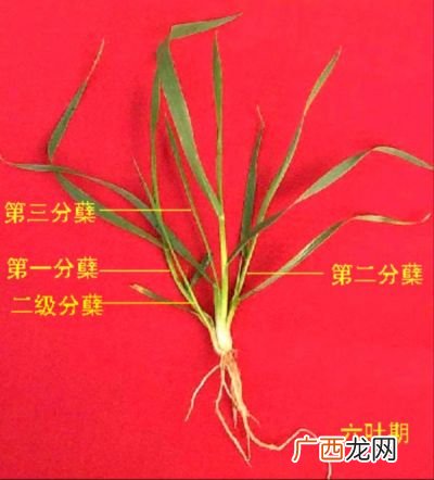 什么是分蘖分蘖节和蘖位,蘖生是什么意思？