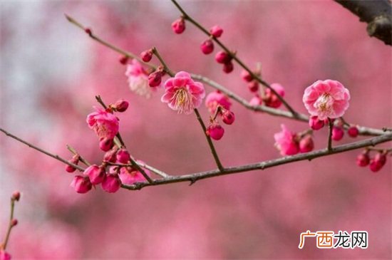梅花寓意代表什么意思,梅花的特点和象征意义?