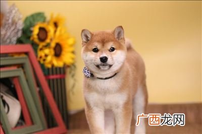 柴犬好养吗柴犬优缺点分析,豆柴的优缺点？