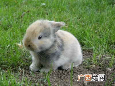 兔子是啮齿动物吗,兔子是啮齿类动物为什么会带狂犬疫苗？