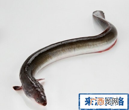 鳗鱼的种类,海南海鳗种类？