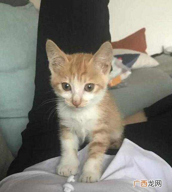 猫咪换主人会难过吗,猫咪会伤心吗？