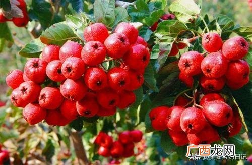秋季喝什么茶,女人秋天适合喝什么茶？