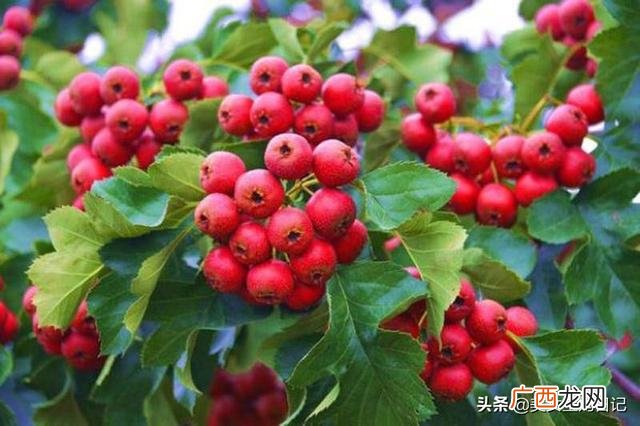 秋季喝什么茶,女人秋天适合喝什么茶？