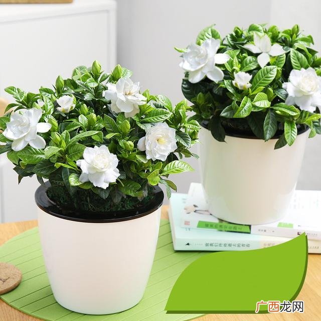 室内花有哪些是水种植物,十大适合懒人水培的花？
