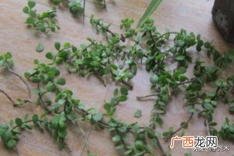 金枝玉叶怎么扦插,金枝玉叶怎么繁殖？