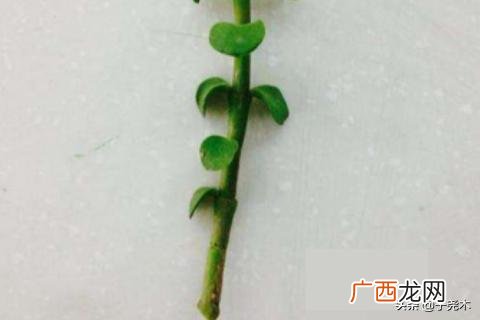 金枝玉叶怎么扦插,金枝玉叶怎么繁殖？