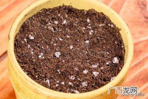 金枝玉叶怎么扦插,金枝玉叶怎么繁殖？