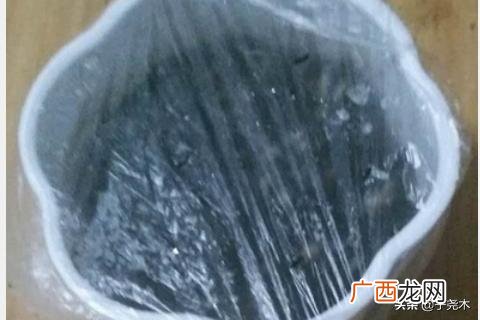 金枝玉叶怎么扦插,金枝玉叶怎么繁殖？