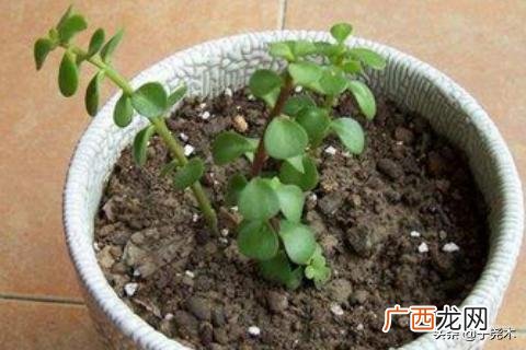 金枝玉叶怎么扦插,金枝玉叶怎么繁殖？