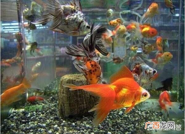 如何养金鱼,金鱼如何饲养？