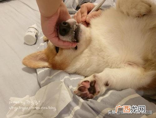 嘴角烂了怎么办,狗狗嘴角烂了是什么原因？