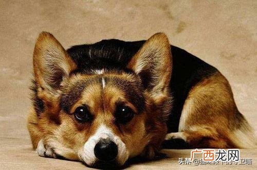 嘴角烂了怎么办,狗狗嘴角烂了是什么原因？