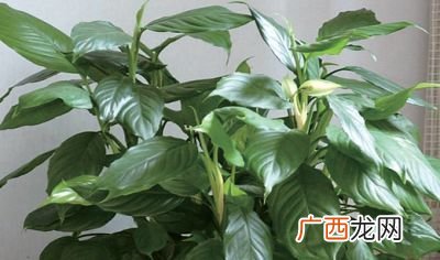 万年青怎么养,万年青的养殖方法枫桥居花卉网？