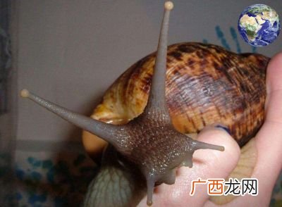 非洲大蜗牛能吃吗,为什么非洲人吃非洲蜗牛没事？