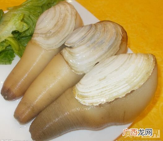 象拔蚌是什么,什么是象拔蚌？
