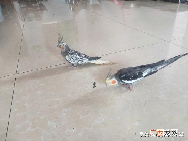 养什么最赚钱,城市家庭养殖啥小型宠物赚钱？