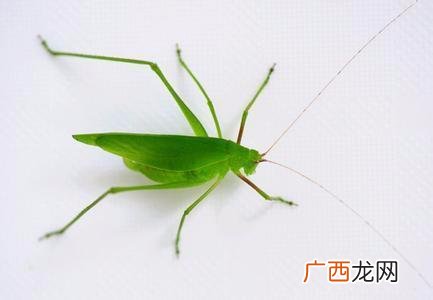 纺织娘是什么昆虫,纺织娘是蝈蝈吗？