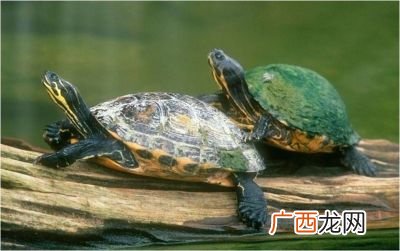 梦见乌龟是什么意思,梦见在抓乌龟?