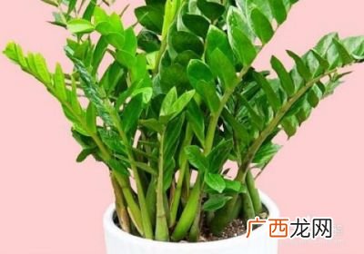 金钱树怎么养,金钱树怎么养才茂盛？