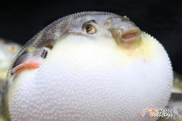 绿河豚，潜水艇 如何养海里的河豚,如何养河豚？