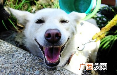 狗吐了是什么原因,狗狗吐水，怎么办？