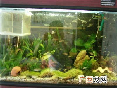 养鱼如何先养水,养鱼先养水,水肥容易办,水太瘦怎么办?