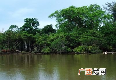 红树林为什么叫红树林,红树生长的气候特征？