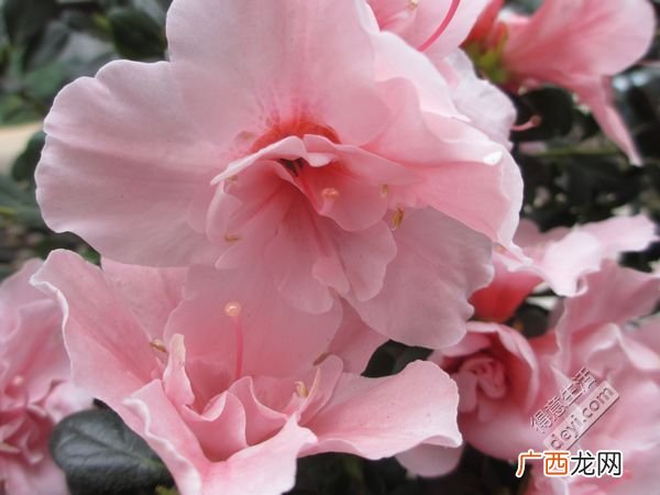 冬天开什么花,冬天开的花有哪些一年级？