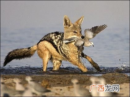 豺是什么动物,豺与野狗区别？