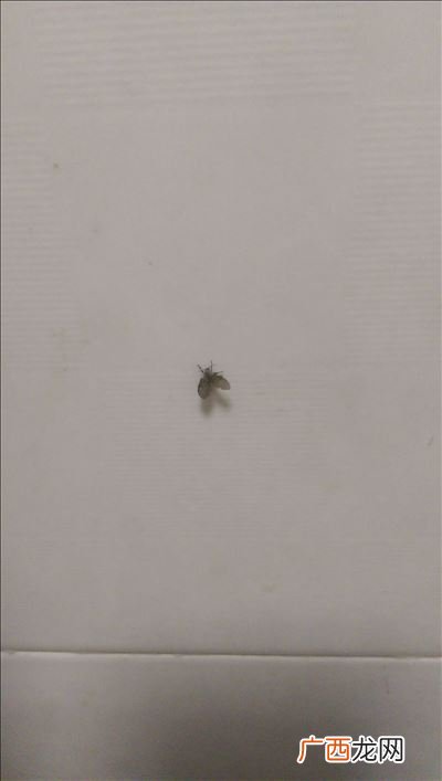 为什么厕所有很多小飞虫,洗手间里的小飞虫是怎么回事？