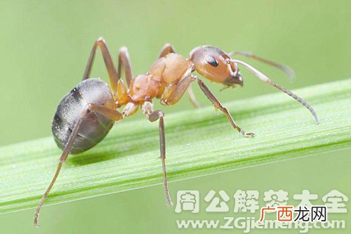 梦见蚂蚁是什么预兆,被蚂蚁咬代表什么意思？