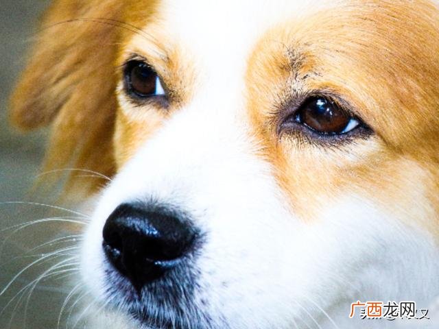 狗狗掉毛的解决方法,狗狗掉毛怎么办？