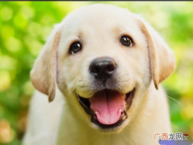 狗狗掉毛的解决方法,狗狗掉毛怎么办？