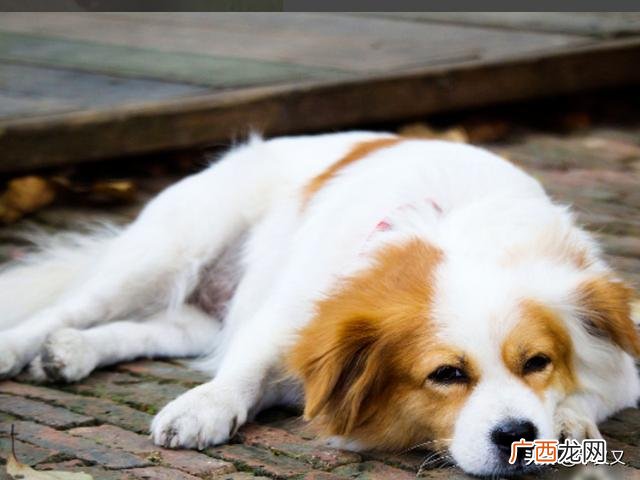 狗狗掉毛的解决方法,狗狗掉毛怎么办？