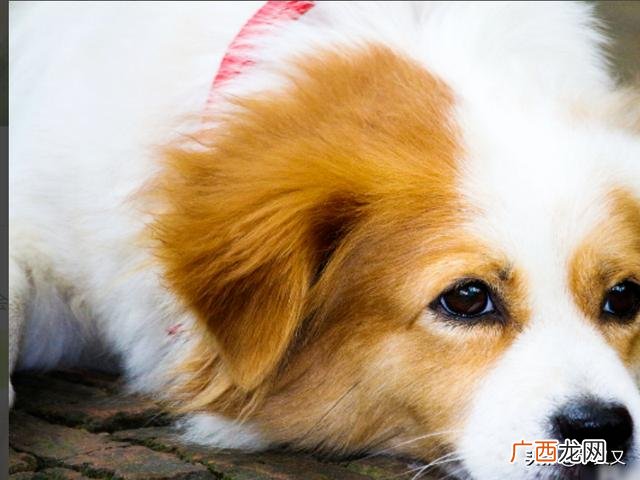 狗狗掉毛的解决方法,狗狗掉毛怎么办？