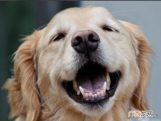 狗狗掉毛的解决方法,狗狗掉毛怎么办？