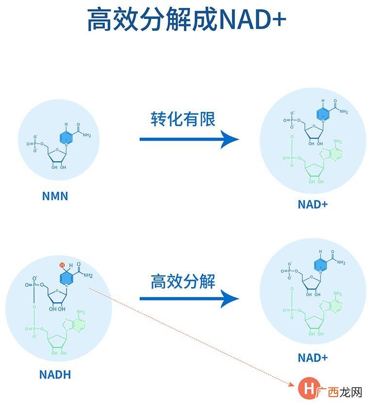 NMN是什么,nmn成分是什么？
