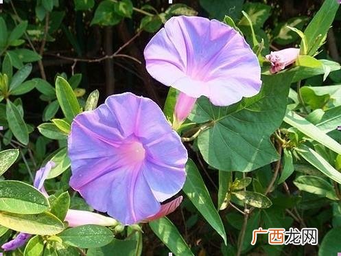 牵牛花有毒吗,野生的牵牛花能不能喂给兔子吃？