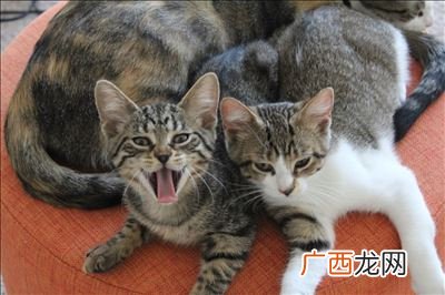 虎皮猫和狸花猫的区别,狸花猫幼崽怎么分辨？