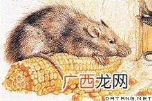 褐家鼠和小家鼠的区别,为什么家里的老鼠有的很大有的很小?