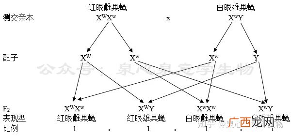 基因在染色体上呈什么排列,基因在DNA中到底是如何排列的?