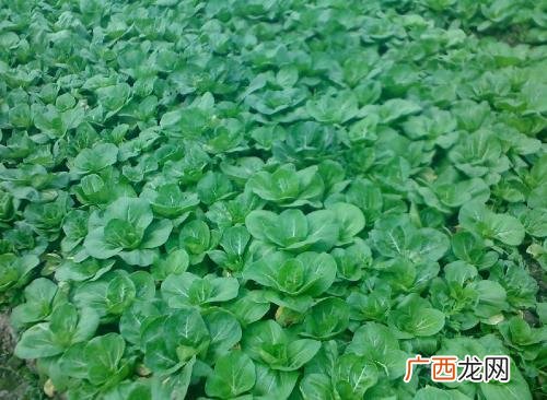 白菜属于什么科,白菜的生物学分类？