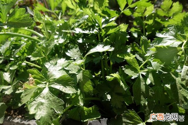 炒芹菜要焯水吗,芹菜直接炒還是焯一下再炒呢？
